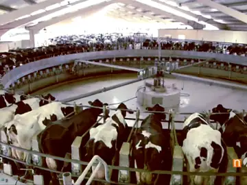 Vacas en una granja Vacas en una granja