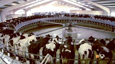 Polémica ante la instalación en Soria de la granja lechera más grande de Europa