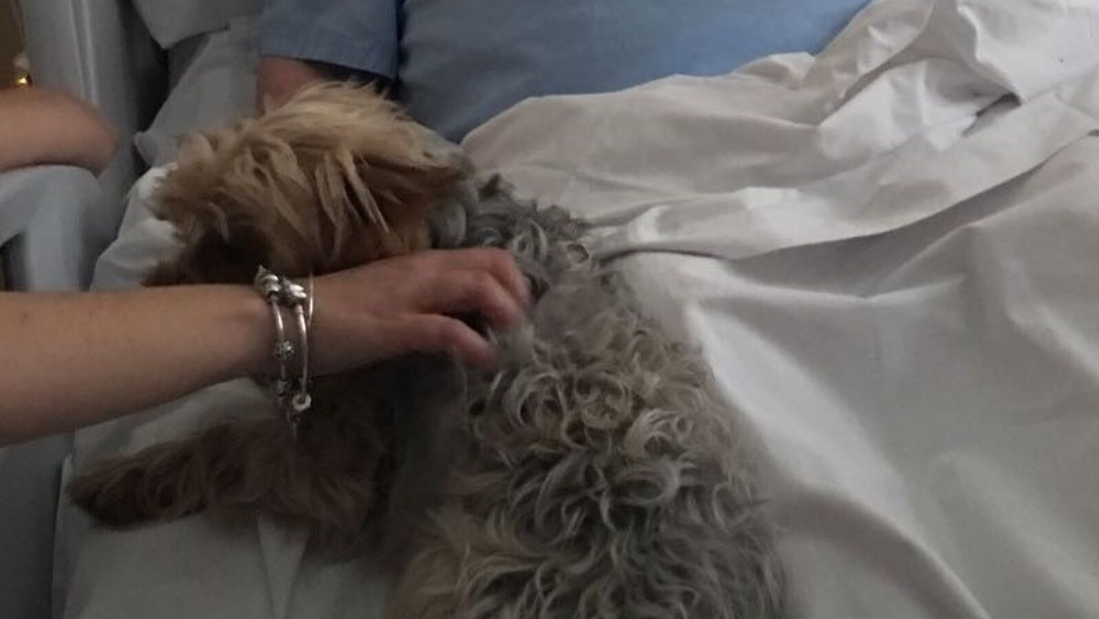 Un hospital permite a un paciente terminal despedirse de su perro en Alicante