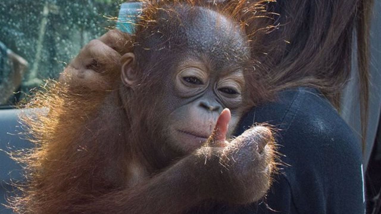 La conmovedora historia de una bebÃ© orangutÃ¡n que sube el