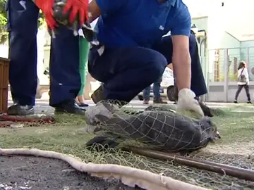 Pienso anticonceptivo para combatir la población de palomas en Barcelona Pienso anticonceptivo para combatir la población de palomas en Barcelona