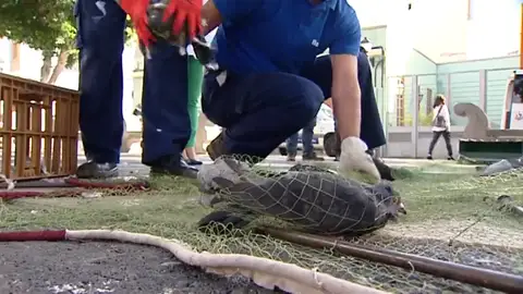 Pienso anticonceptivo para combatir la población de palomas en Barcelona Frame 24.458257 de: Pienso anticonceptivo para combatir la población de palomas en Barcelona