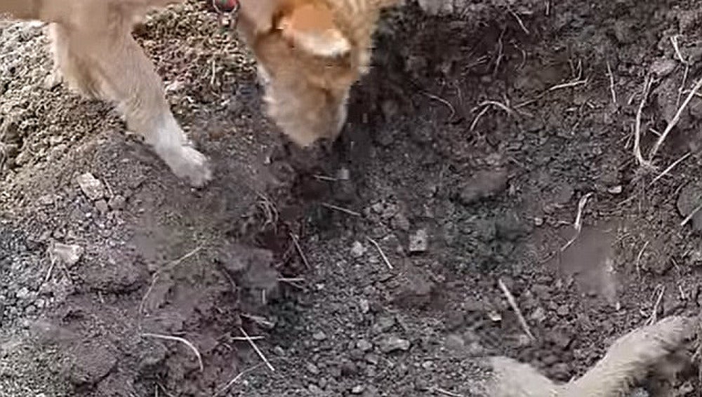 Un perro entierra a su hermano atropellado