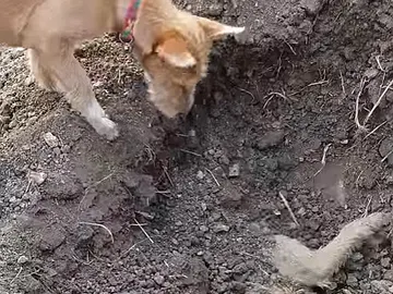 Un perro entierra a su hermano atropellado Un perro entierra a su hermano atropellado