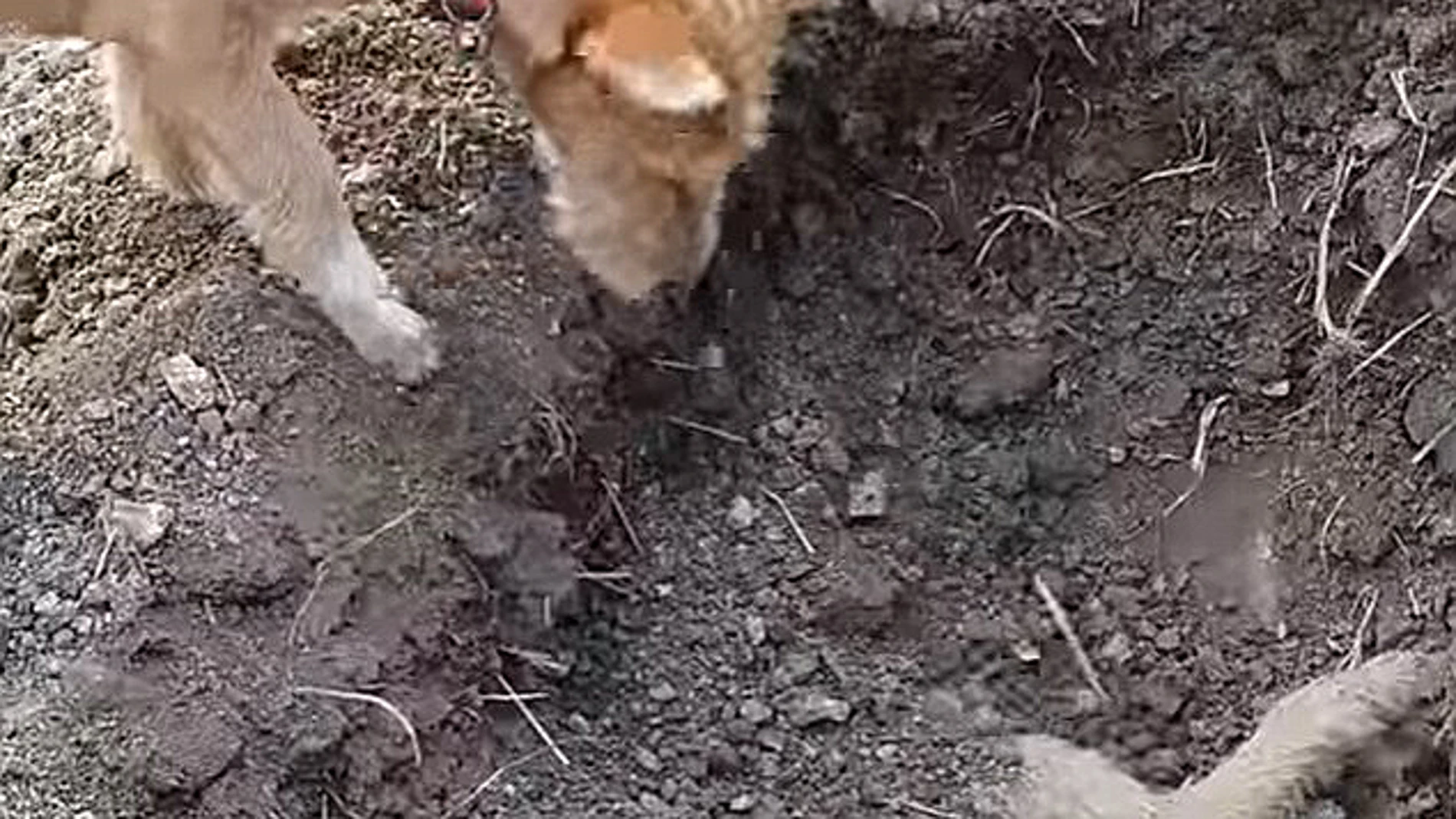 Un perro entierra a su hermano atropellado Un perro entierra a su hermano atropellado