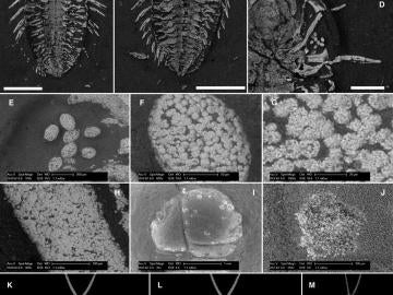 Trilobite