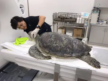 'Banco' estuvo a punto de morir por tragar monedas 'Banco' estuvo a punto de morir por tragar monedas