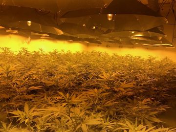 Macrohuerto con cultivos de marihuana en Reino Unido