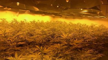 Macrohuerto con cultivos de marihuana en Reino Unido