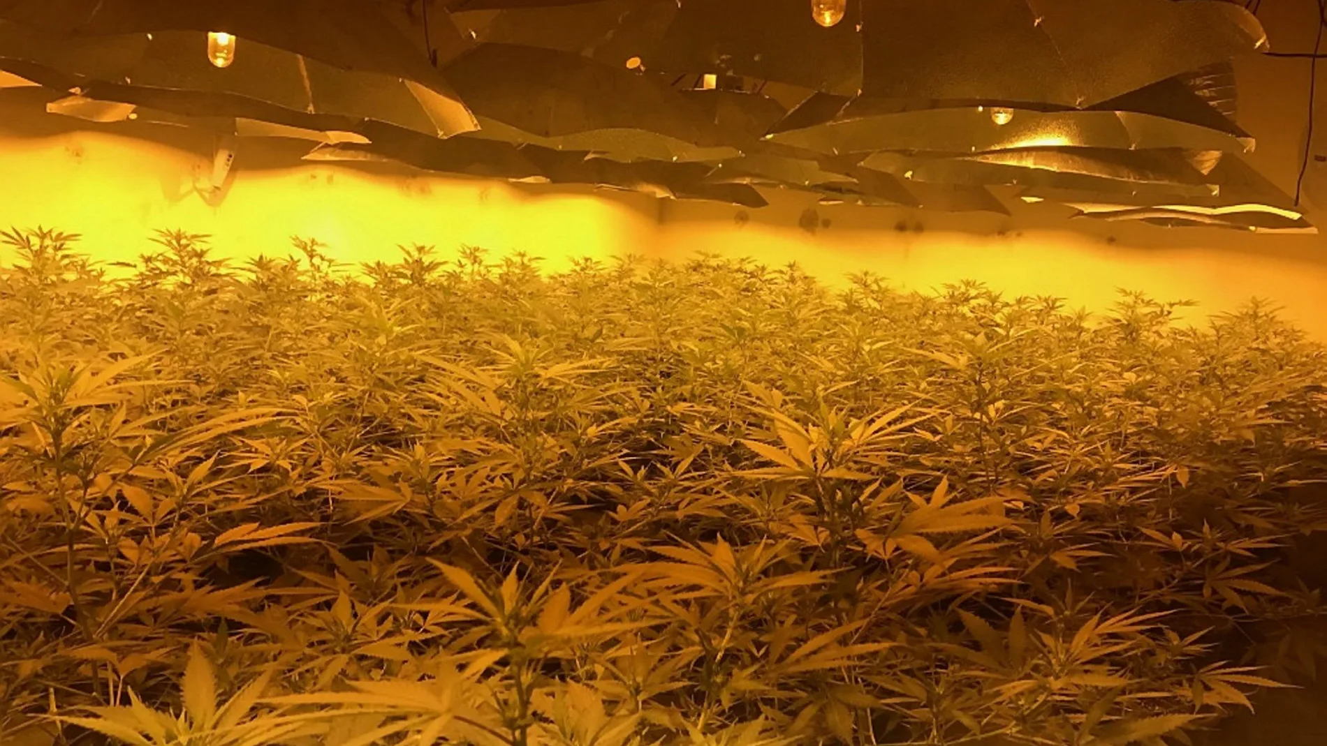 Macrohuerto con cultivos de marihuana en Reino Unido Macrohuerto con cultivos de marihuana en Reino Unido