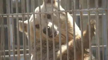 La osa Lola La osa Lola