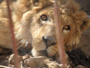 Un león en su jaula