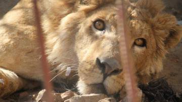 Un le&oacute;n en su jaula