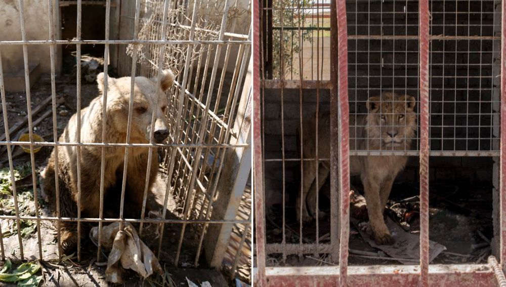 El león Simba y la osa Lola, únicos supervivientes del zoo de Mosul, vuelven a rugir tras meses de abandono