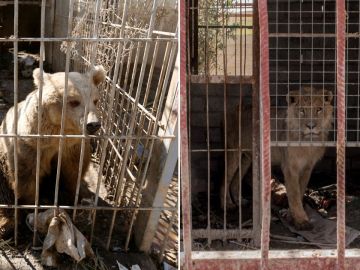 El león Simba y la osa Lola, únicos supervivientes del zoo de Mosul, vuelven a rugir tras meses de abandono