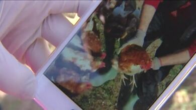 Una granja de Huesca permite apadrinar gallinas por 10 euros al mes y recibir sus huevos frescos 