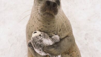 Regalan un peluche a una foca y no puede parar de abrazarlo