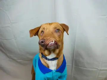 Picasso, el perro con una malformación en el hocico Picasso, el perro con una malformación en el hocico