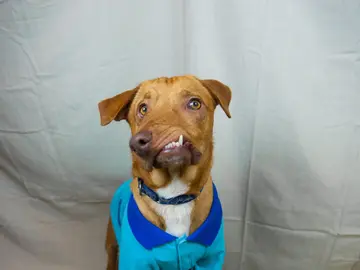 Picasso, el perro con una malformación en el hocico Picasso, el perro con una malformación en el hocico