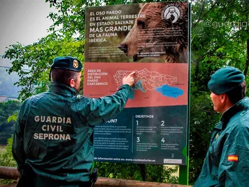 Dos agentes del Seprona de la Guardia Civil observan un cartel sobre el oso pardo Dos agentes del Seprona de la Guardia Civil observan un cartel sobre el oso pardo