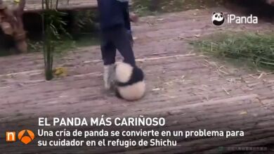 Un bebé panda demasiado cariñoso pasa el día agarrado a la pierna de su cuidador 
