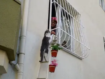 Şebnem Ilhan, la mujer que acoge a gatos callejeros en su casa para combatir el frío del invierno Şebnem Ilhan, la mujer que acoge a gatos callejeros en su casa para combatir el frío del invierno