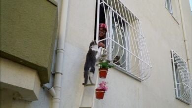 Una mujer ofrece su casa a los gatos callejeros para combatir el frío del invierno