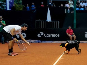 Un perro abandonado, de recogepelotas en el Abierto de Brasil de tenis