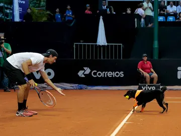 Un perro abandonado, de recogepelotas en el Abierto de Brasil de tenis Un perro abandonado, de recogepelotas en el Abierto de Brasil de tenis