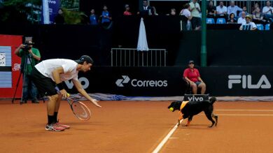 Perros abandonados ejercen de recogepelotas en el Abierto de tenis de Brasil