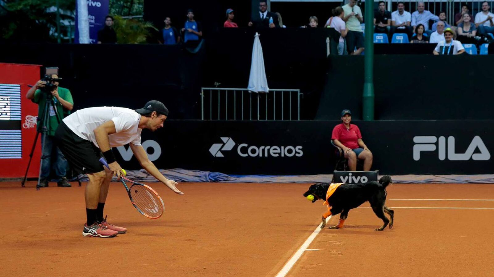 Perros abandonados ejercen de recogepelotas en el Abierto de tenis de Brasil