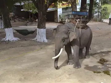 Un elefante explotado en Vietnamn Un elefante explotado en Vietnamn