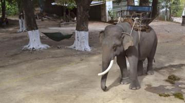 Un elefante explotado en Vietnamn