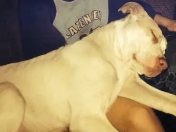 El pitbull que salvó al niño cuando su madre intentaba ahogarlo en un río El pitbull que salvó al niño cuando su madre intentaba ahogarlo en un río
