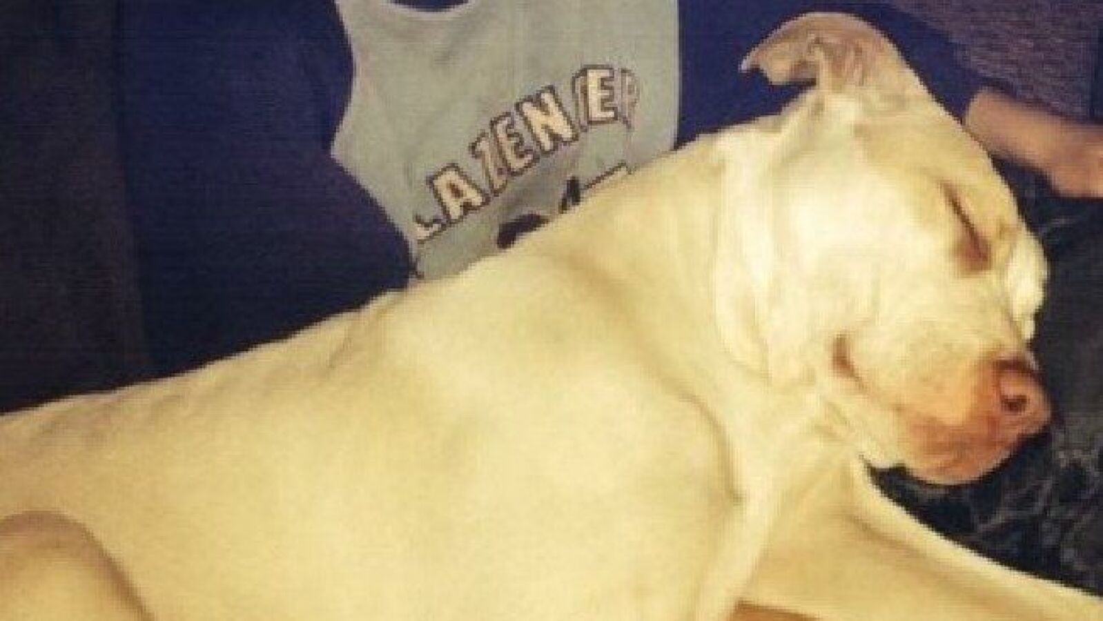  Un pitbull salva a un niño cuando su madre intentaba ahogarlo en un río de Australia