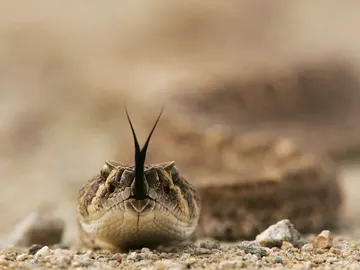 serpiente cascabel serpiente cascabel