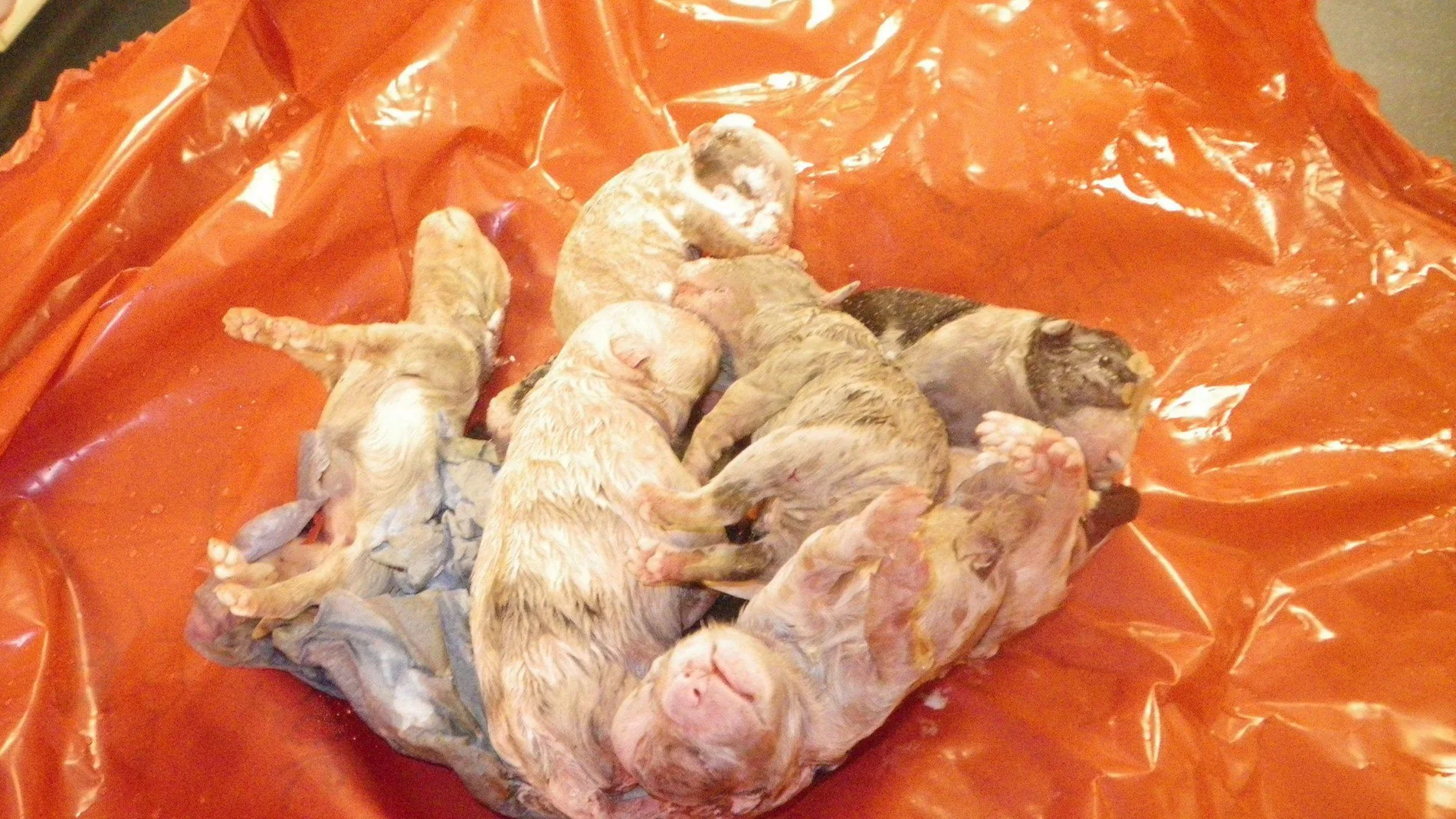 Los cachorros Collie del huésped después de que se encontraran en el congelador. Los cachorros Collie del huésped después de que se encontraran en el congelador.