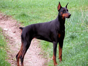 Un perro al que le han cortado el rabo por cuestiones estéticas Un perro al que le han cortado el rabo por cuestiones estéticas