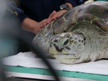 Frame 2.352594 de: Operan a una tortuga marina para sacarle casi un millar de monedas que había tragado