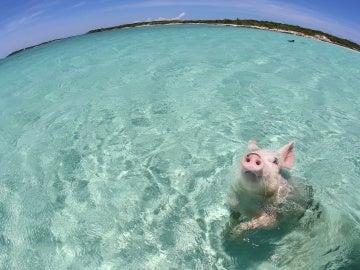 Uno de los famosos cerdos que se bañan en las playas de Exuma, en las Bahamas