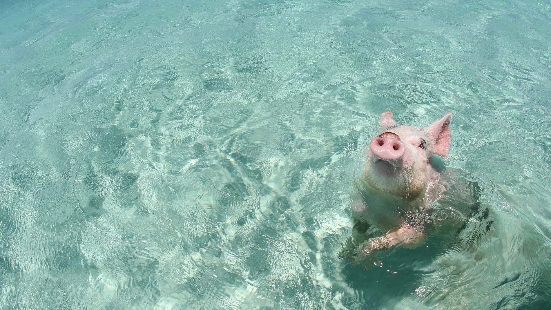 Uno de los famosos cerdos que se bañan en las playas de Exuma, en las Bahamas Uno de los famosos cerdos que se bañan en las playas de Exuma, en las Bahamas