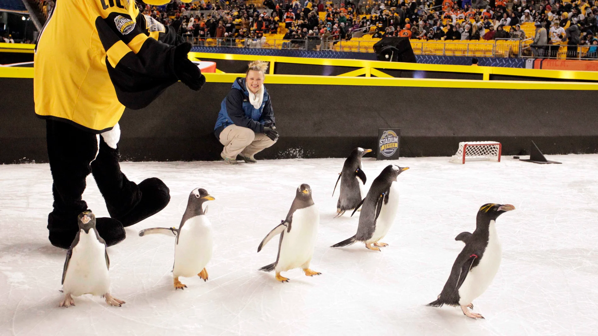 Los pingüinos, en el hielo antes del partido Los pingüinos, en el hielo antes del partido
