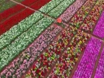 Frame 1.368931 de: Casi un millón de flores brotan en China con el inicio de la primavera