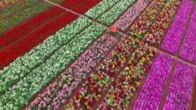Casi un millón de flores brotan en China con el inicio de la primavera