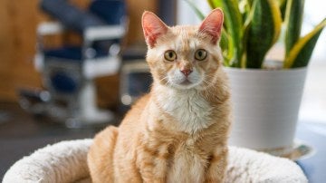 Nimo, un gato que fue abandonado y rescatado por 'Free Korean Dogs'
