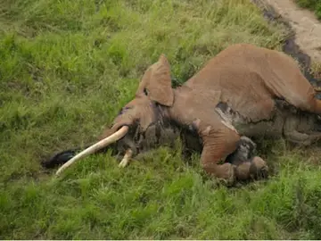 El elefante fallecido El elefante fallecido