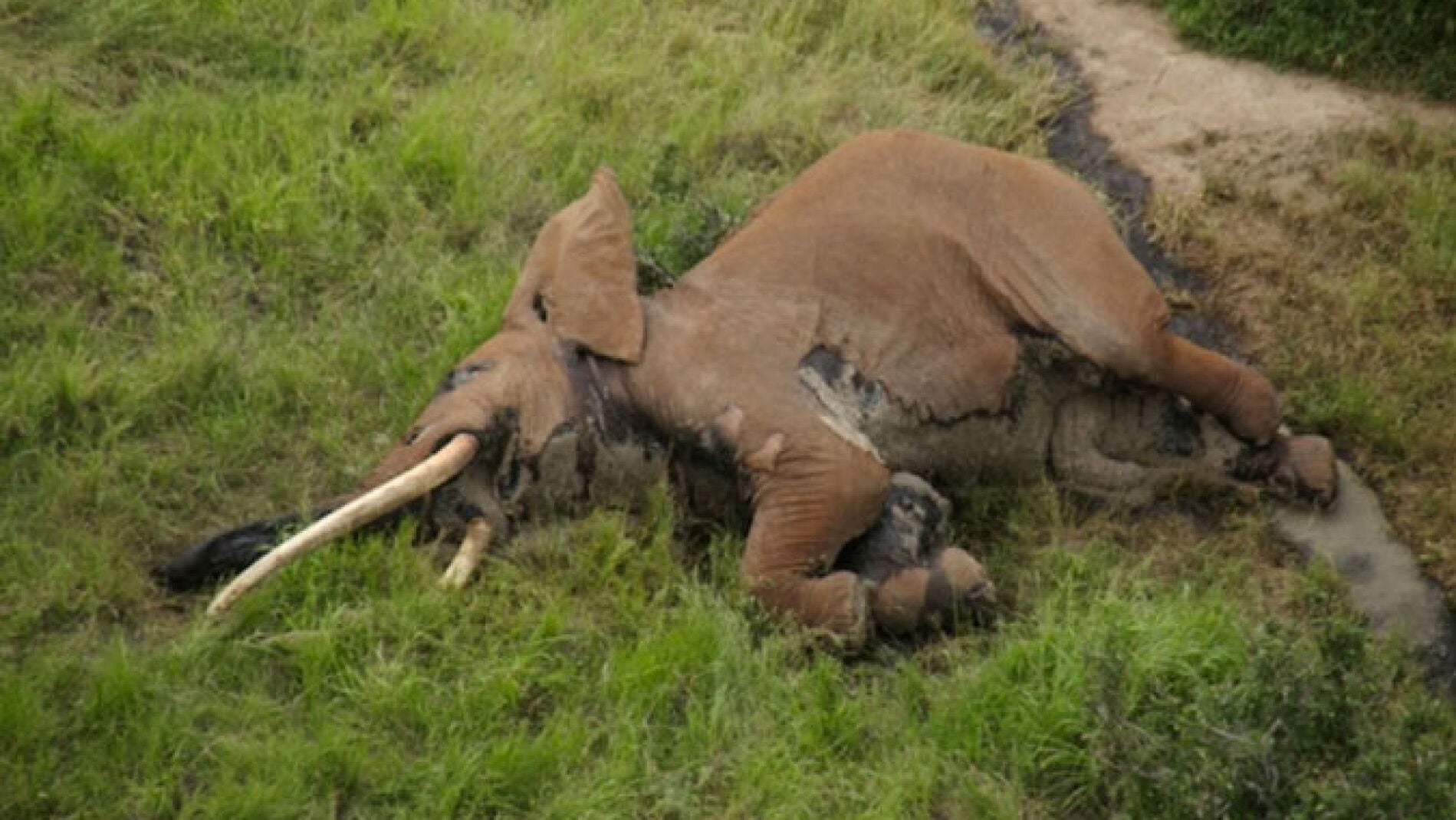 El elefante fallecido 