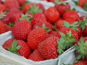 Fresas Fresas