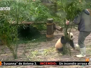 Frame 19.315555 de: PANDA Frame 19.315555 de: PANDA