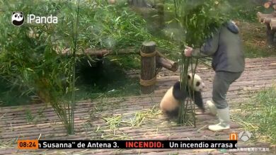 El vídeo de un cachorro de panda jugando con su cuidador se vuelve viral en las redes